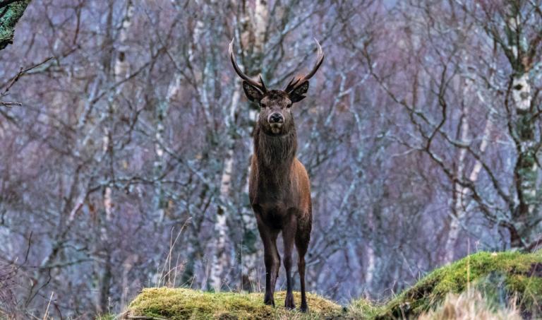 Målet er 50 livdyr – og Max er klar