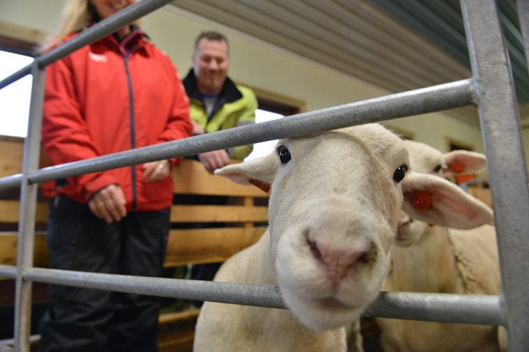 Godt å være på Torgartunet gård