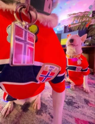 England is so cooked rn #haaland #norge #erlinghaaland #noway #worldcup